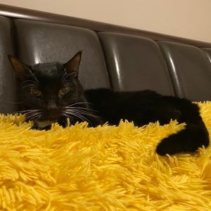 Meet your Posher, Mingwei